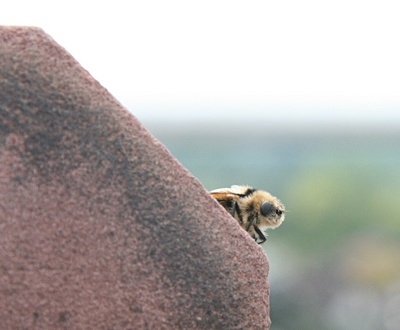 Dieses Wochenende besuchte uns eine Hummel und genoss den Ausblick vom Turmkreuz.