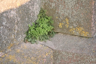 &Uuml;berall am Turm findet sich eine teils &uuml;ppige Flora.
Was hier beschaulich aussieht, ist f&uuml;r die Bausubstanz auf Dauer sehr sch&auml;dlich.
Jeder wei&szlig;, welche Kraft wurzeln entfalten k&ouml;nnen.
Sie k&ouml;nnen sogar ganze Stra&szlig;en aufrei&szlig;en.
In solche Risse, seien sie noch so klein, kann dann Regenwasser eindringen. Wenn dieses im Winter gefriert, kann es den Stein sprengen.